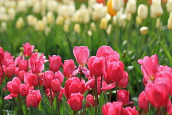 Pink_tulips_1_web-X