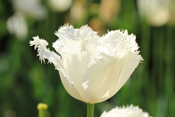 White_tulip_1_web-X